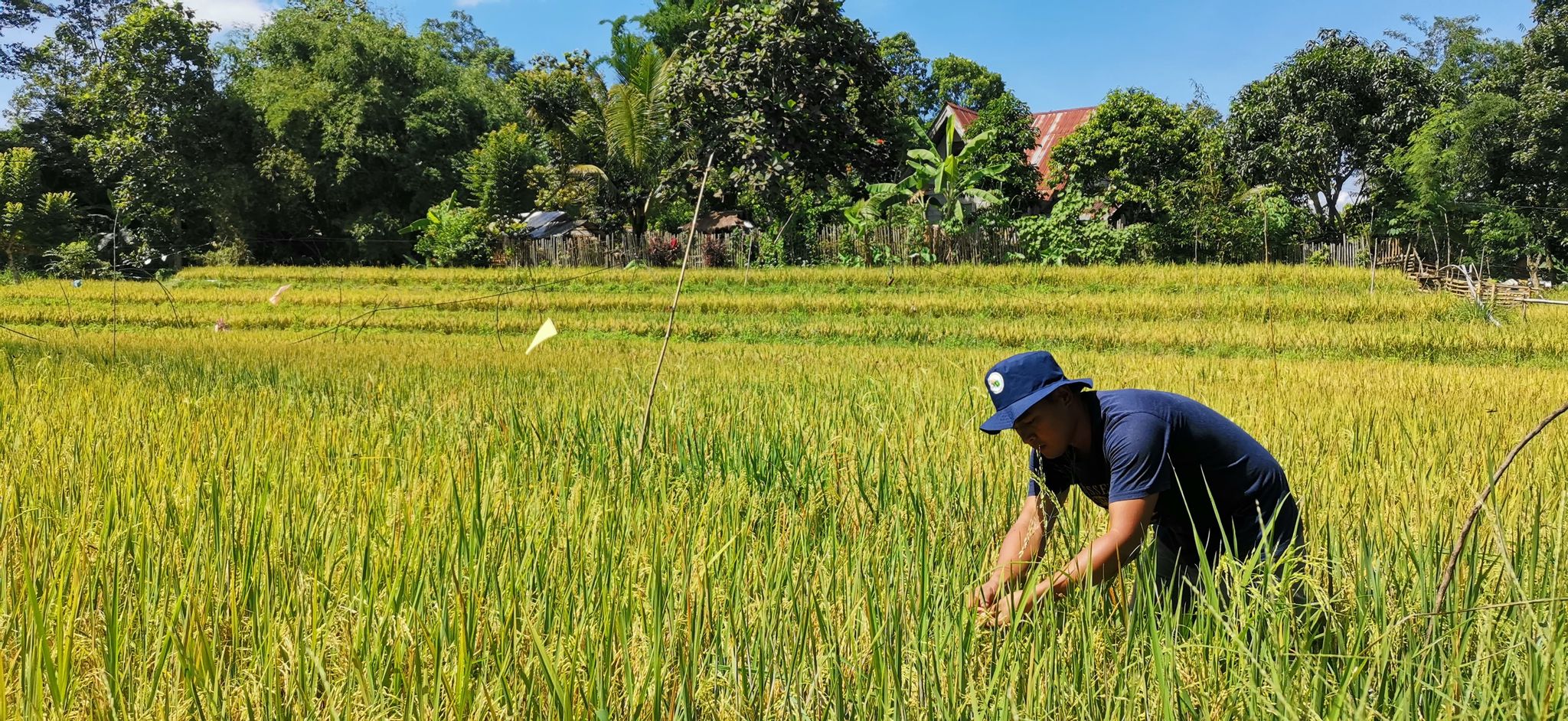 dadole_ricefield.jpg