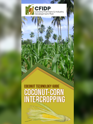 Coconut-corn Intercropping System