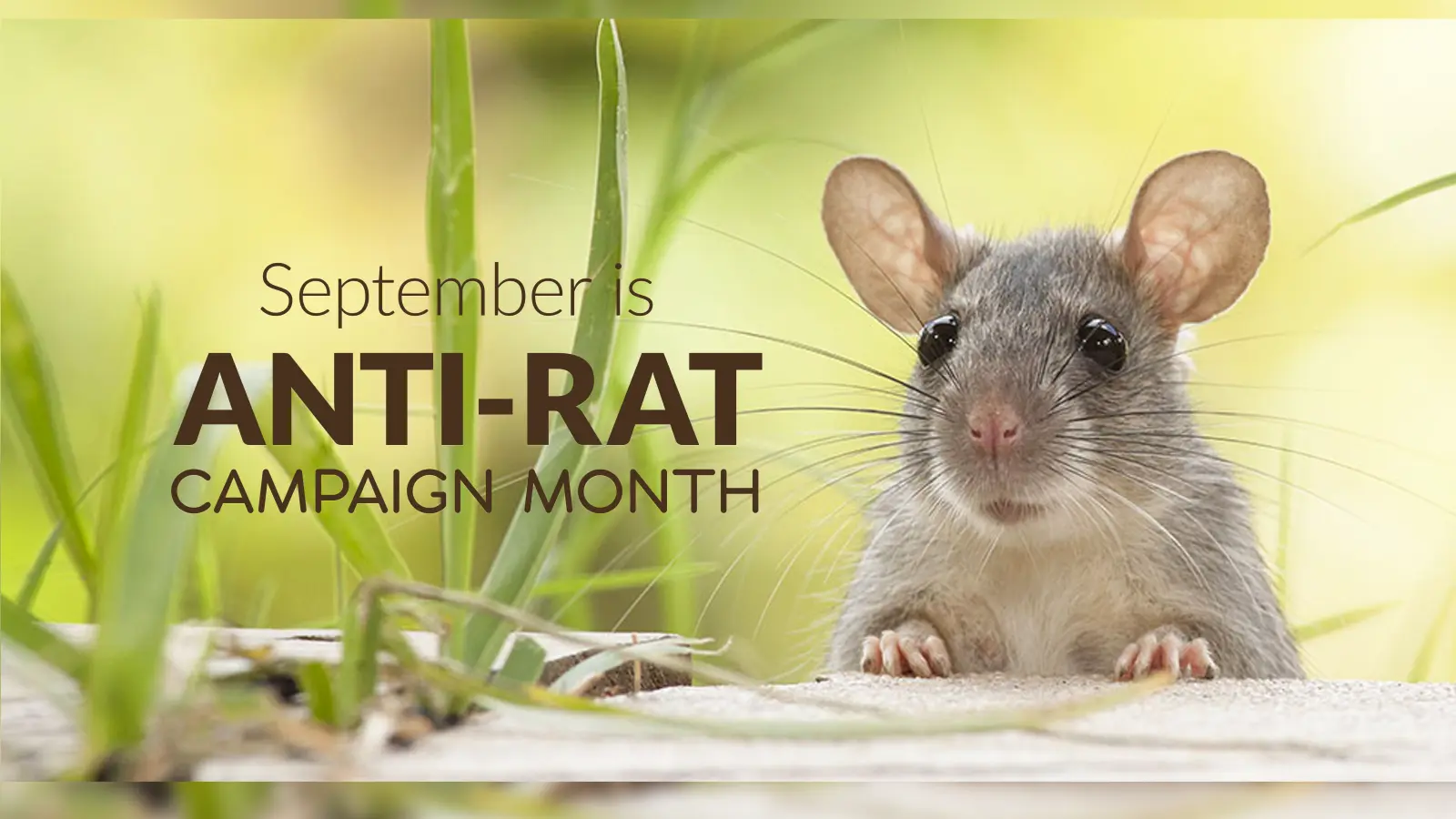 Anti-Rat Campaign Month