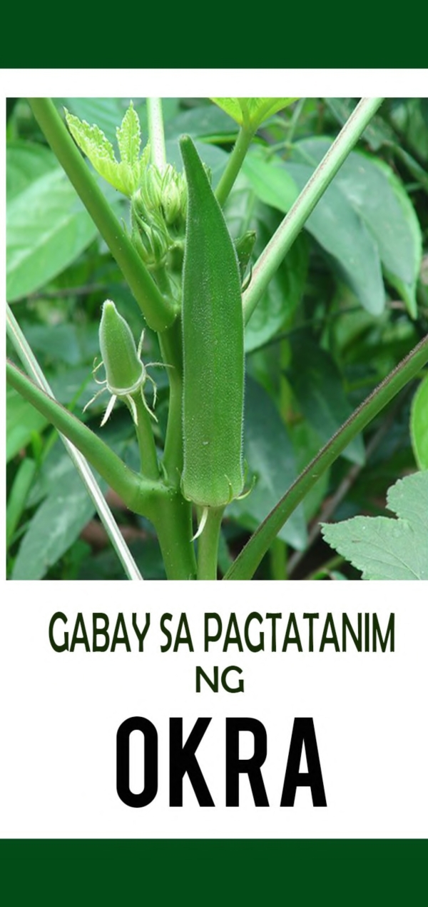 Gabay sa Pagtatanim ng Okra | ATI Mimaropa