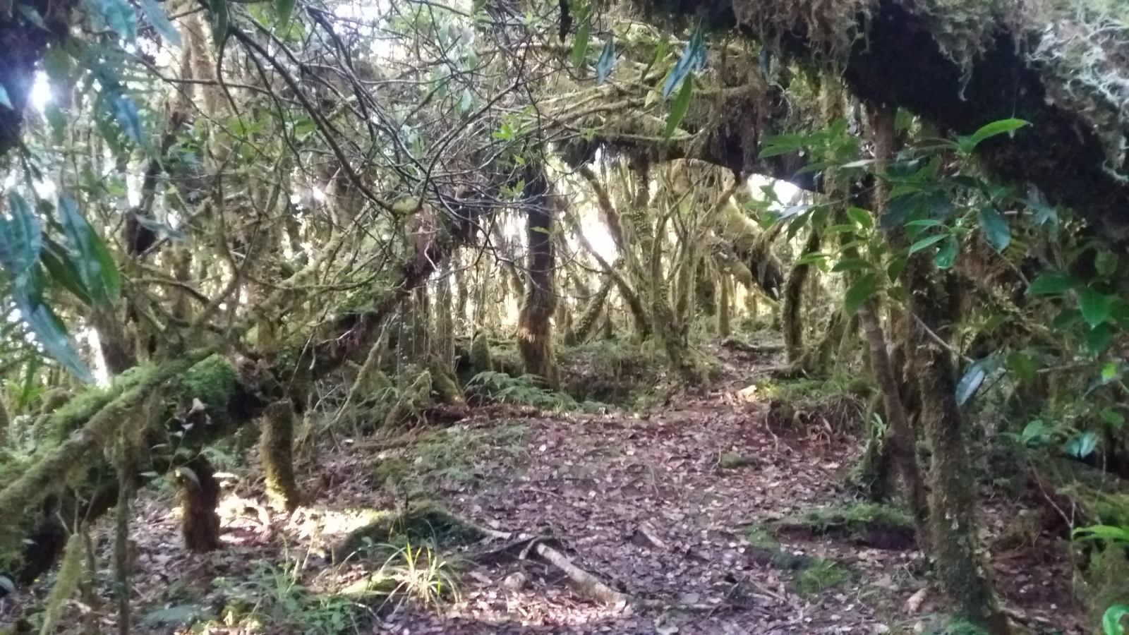Kabayan Mossy Forest