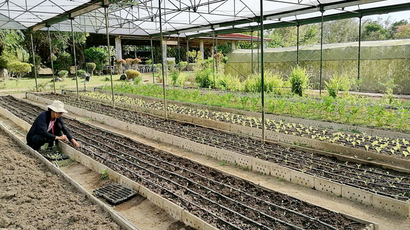 sanctuario nature farms drip irrigation.jpg sanctuario nature farms drip irrigation.jpg