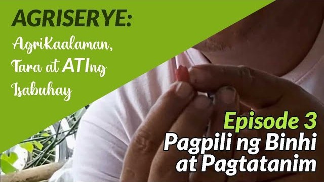 Ep 3 Pagpili ng Binhi at Pagtatanim | AgriSerye