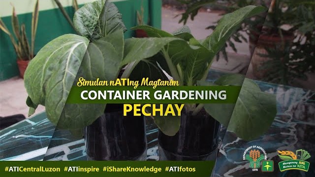Container Gardening: Pechay