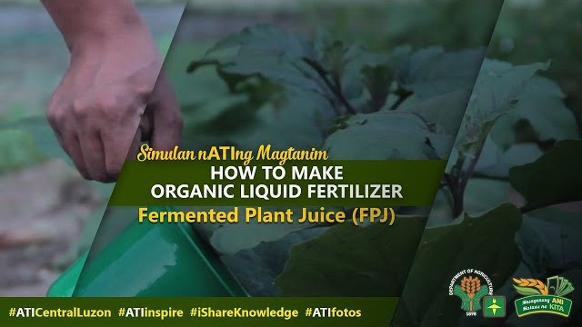 How to make Fermented Plant Juice (FPJ)