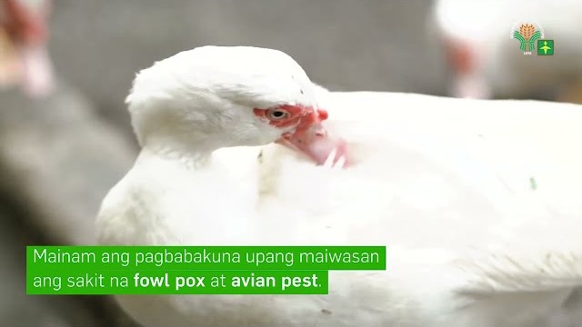 AgriTalk: 2 Easy Learning Video Series 40 | Duck Raising | Paghahanda ng Kulungan ng Pato