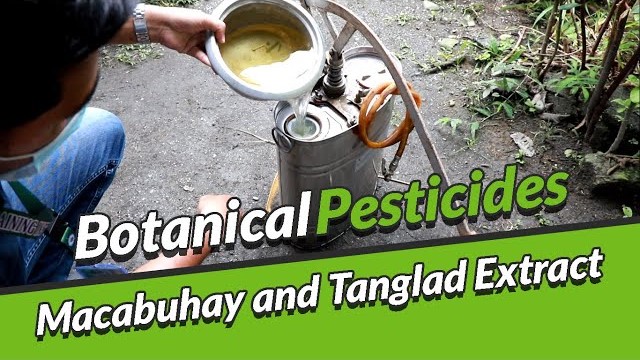 Botanical Pesticide using Macabuhay and Tanglad Extract (Tagalog)