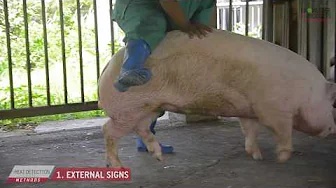 ITCPH Heath Detection in Swine