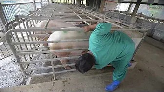 ITCPH Pregnancy Diagnosis in Swine