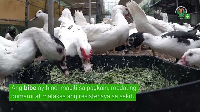 AgriTalk: 2 Easy Learning Video Series 38 | Duck Raising | Mga Uri ng Pato