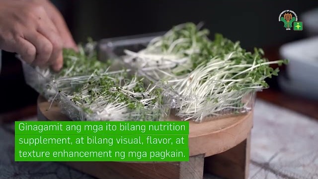 AgriTalk: 2 Easy Learning Video Series 12 | Herbs & Spices | Pagtatanim ng Roselle