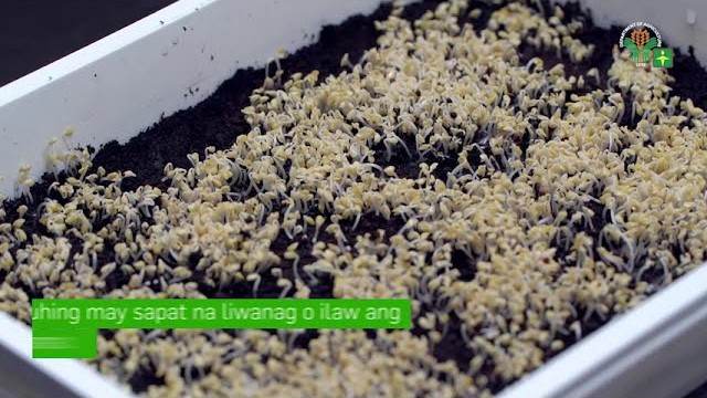 AgriTalk: 2 Easy Learning Video Series 14 | Herbs & Spices | Pagtatanim ng Microgreens