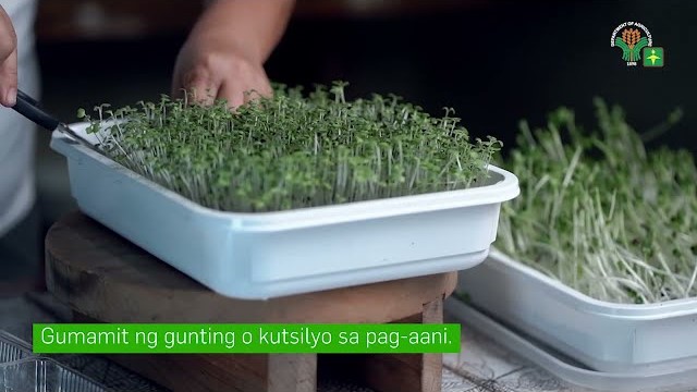 AgriTalk: 2 Easy Learning Video Series 15 | Herbs & Spices | Pangangalaga ng Microgreens