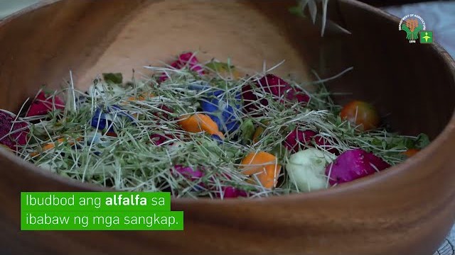 AgriTalk: 2 Easy Learning Video Series 16 | Microgreens Processing | Mizuna Alfalfa